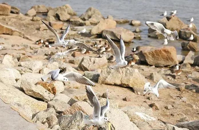 深圳迎來觀鳥賞魚最佳季節(jié)！