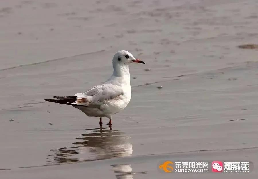 視頻直擊！大批候鳥飛臨東莞！