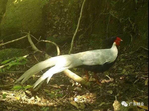 小靈貓、豹貓等&ldquo;國保&rdquo;動(dòng)物現(xiàn)身東源康禾保護(hù)區(qū)！
