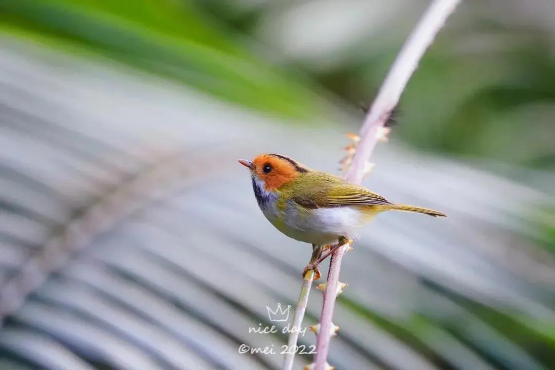 新萌鳥出沒！肇慶這里首次發(fā)現(xiàn)&hellip;&hellip;