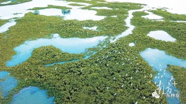 大氣磅礴！湛江紅樹林亮相央視《新聞聯(lián)播》