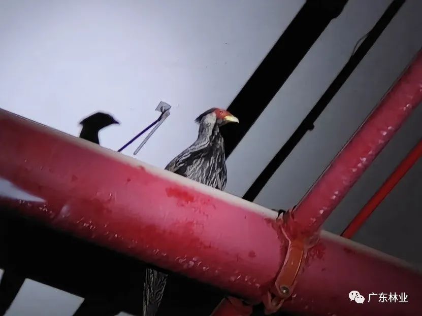 &ldquo;省鳥&rdquo;白鷴誤闖廣州地鐵！歷經(jīng)14小時(shí)成功解救