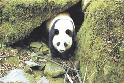 陜西太白林業(yè)局巡護(hù)監(jiān)測(cè)偶遇野生大熊貓